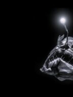 Kjaftagelgja-lusifer