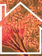 Martrod-med-myglusvepp-718x1024-1