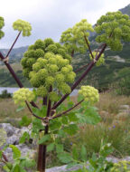 islenskar-laekningajurtir-mam