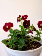 pexels-f-2154796291-34033982