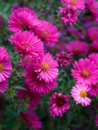 pexels-jirka-golan-251769568-14091552