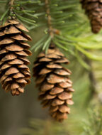 pine-cones_WQGTDB1UEZ